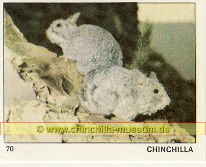 Animals of the World - Chinchilla