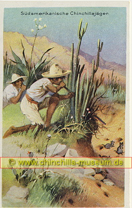 Südamerikanische Chinchillajäger - Chinchilla