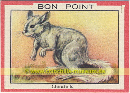 Bon Point - Chinchilla